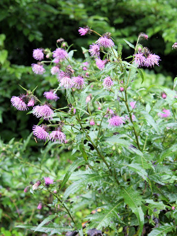 Cirsium nipponicum