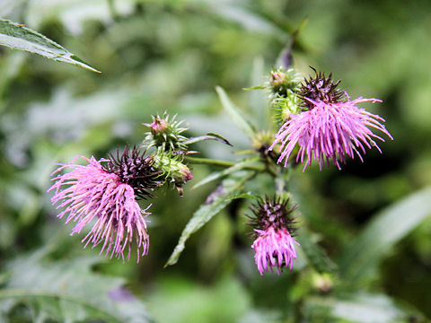 Cirsium nipponicum