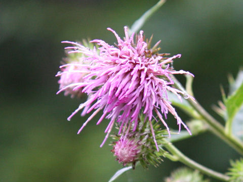 Cirsium nipponicum