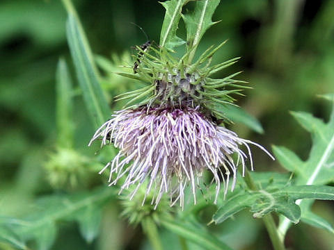 Cirsium nipponicum