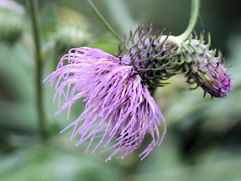 Cirsium nipponicum