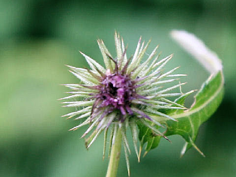 Cirsium nipponicum