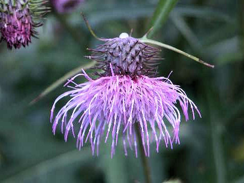 Cirsium nipponicum