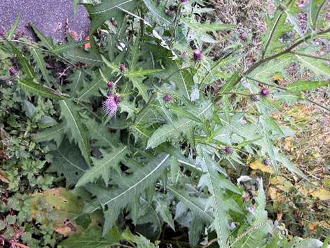 Cirsium nipponicum