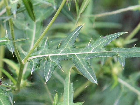 Cirsium nipponicum