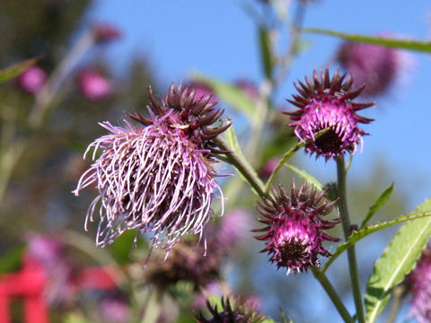 Cirsium nipponicum