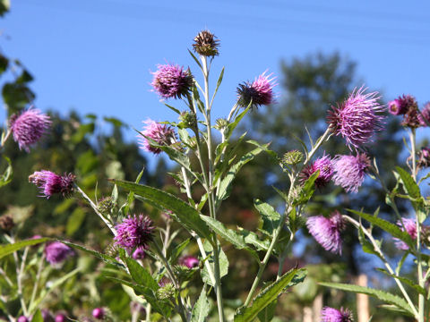 Cirsium nipponicum