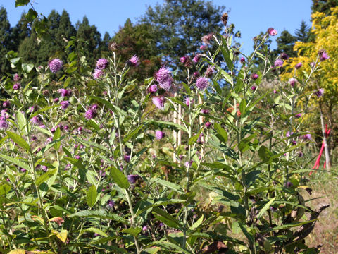 Cirsium nipponicum