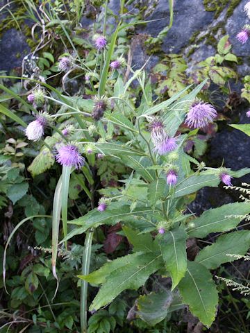 Cirsium nipponicum