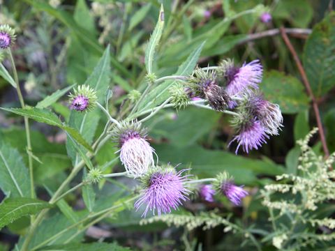 Cirsium nipponicum