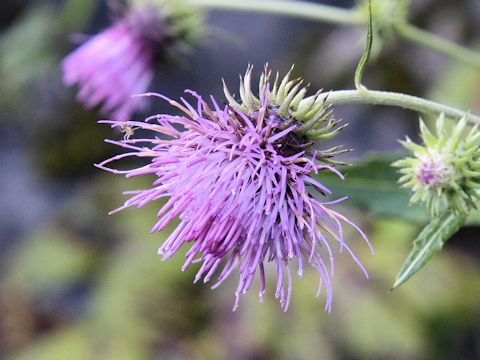 Cirsium nipponicum