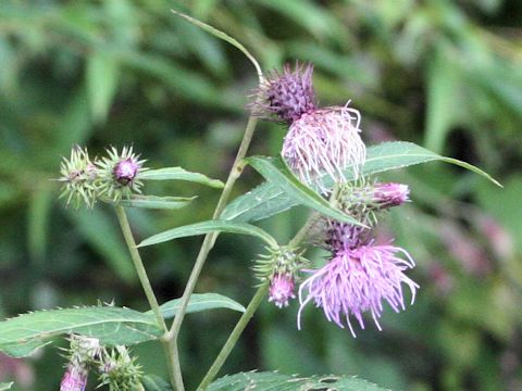 Cirsium nipponicum