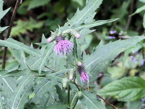 Cirsium nipponicum