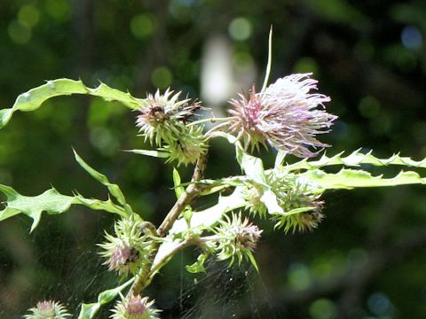 Cirsium nipponicum