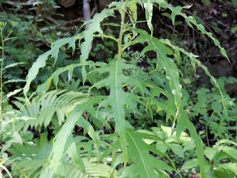 Cirsium nipponicum