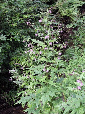 Cirsium nipponicum