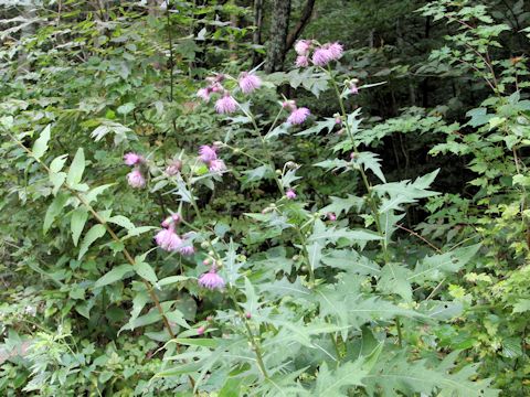 Cirsium nipponicum