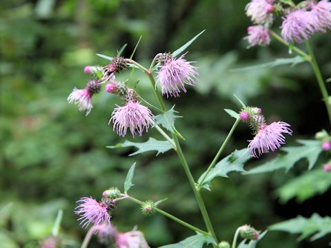 Cirsium nipponicum