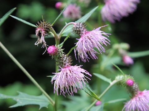 Cirsium nipponicum