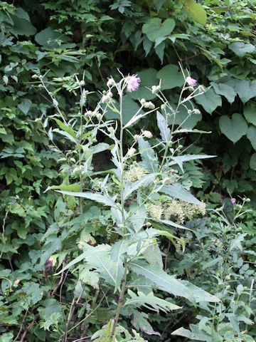 Cirsium nipponicum