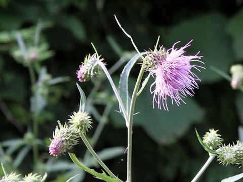 Cirsium nipponicum