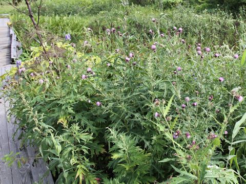 Cirsium nipponicum