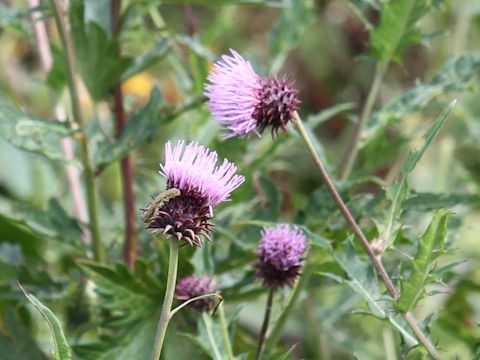 Cirsium nipponicum