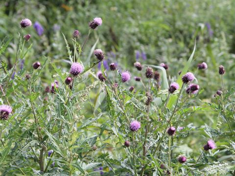 Cirsium nipponicum