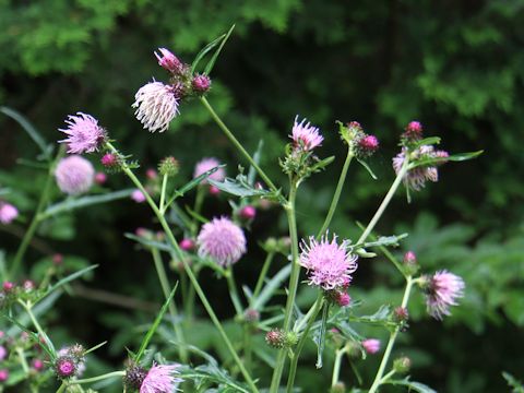 Cirsium nipponicum