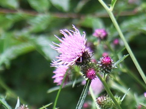 Cirsium nipponicum