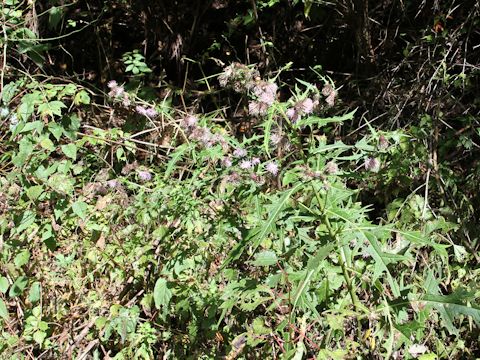 Cirsium nipponicum