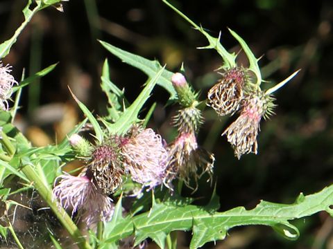 Cirsium nipponicum