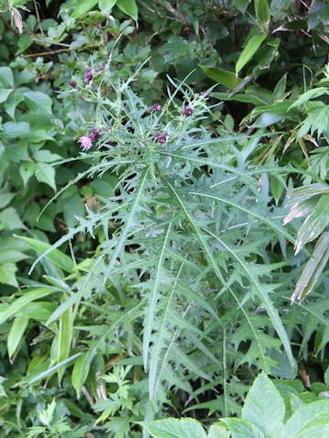 Cirsium nipponicum