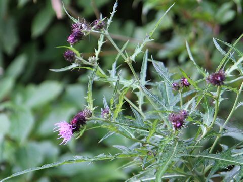 Cirsium nipponicum