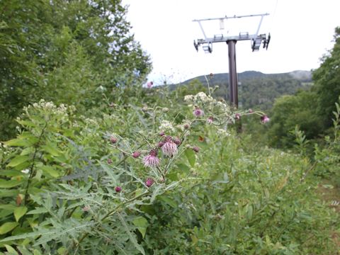 Cirsium nipponicum