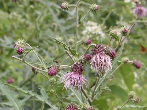 Cirsium nipponicum