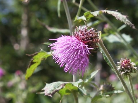 Cirsium nipponicum