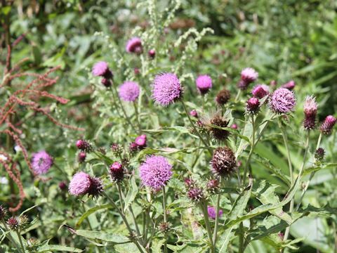 Cirsium nipponicum