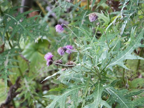 Cirsium nipponicum