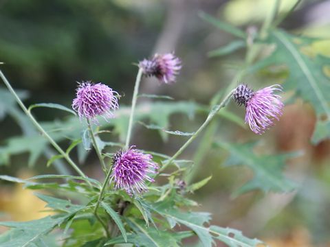 Cirsium nipponicum