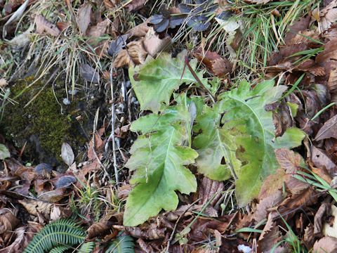 Cirsium nipponicum