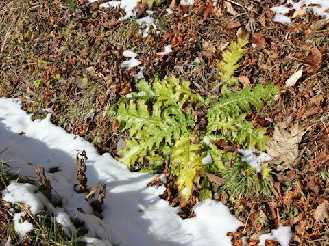 Cirsium nipponicum