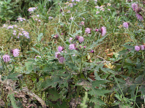 Cirsium nipponicum