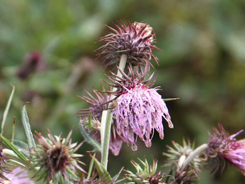 Cirsium nipponicum