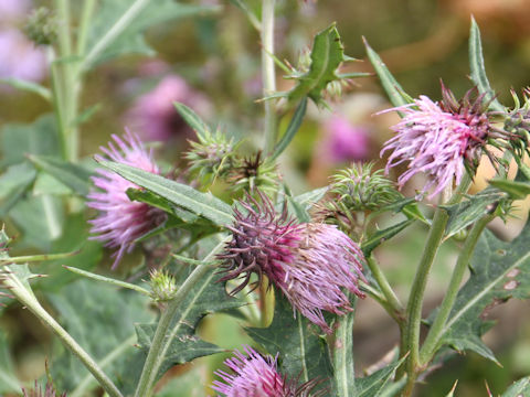 Cirsium nipponicum