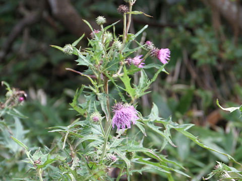 Cirsium nipponicum