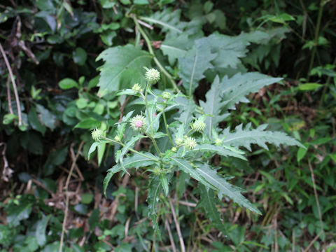 Cirsium nipponicum