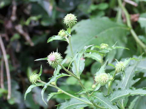 Cirsium nipponicum