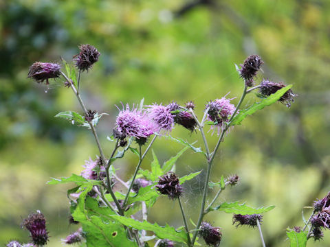 Cirsium nipponicum