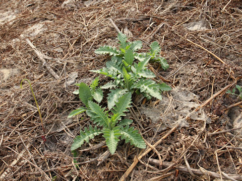 Cirsium nipponicum